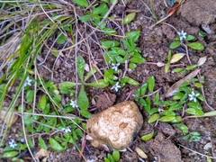 Lobelia irrigua