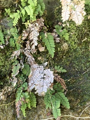 Adiantum cunninghamii