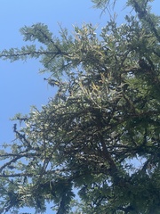 Agelanthus natalitius zeyheri