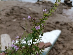 Mosla dianthera