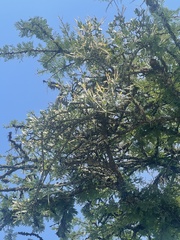 Agelanthus natalitius zeyheri