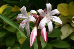 Crinum