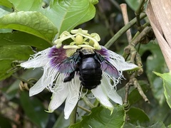 Xylocopa latipes