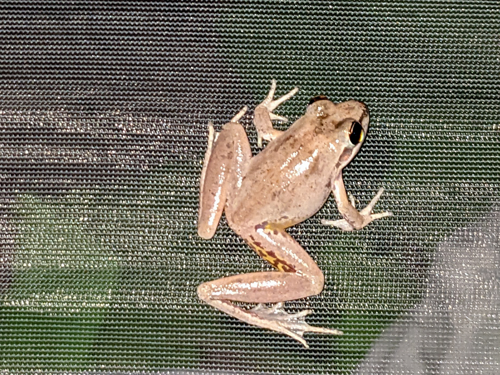Pale Frog