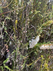 Epacris obtusifolia