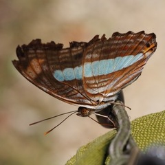 Adelpha iphiclus iphiclus