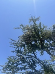 Agelanthus natalitius zeyheri