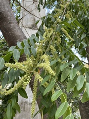 Juglans major