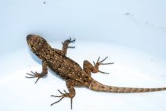 Sceloporus
