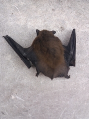 Pipistrellus pipistrellus