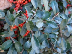 Pyracantha