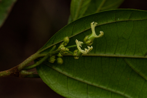 Celtis mildbraedii image