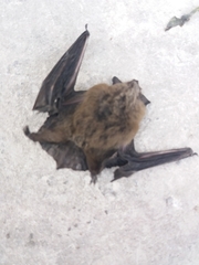 Pipistrellus pipistrellus