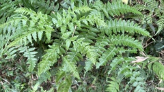 Diplazium laxifrons