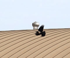 Corvus albus