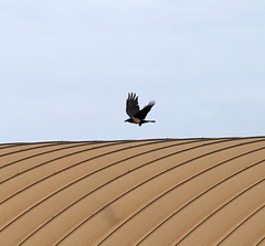 Corvus albus