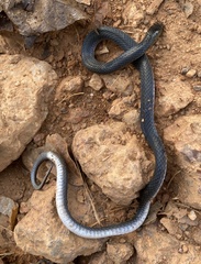 Aparallactus modestus