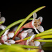 Chamelaucium floriferum - Photo (c) Cal Wood, osa oikeuksista pidätetään (CC BY), lähettänyt Cal Wood
