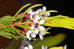 Chamelaucium floriferum