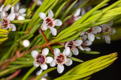Chamelaucium floriferum