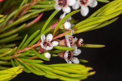 Chamelaucium floriferum
