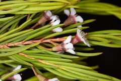 Chamelaucium floriferum