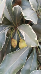 Pittosporum tobira