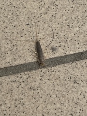 Ctenolepisma longicaudatum