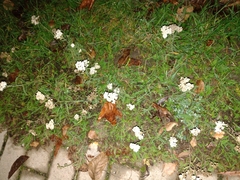 Achillea millefolium