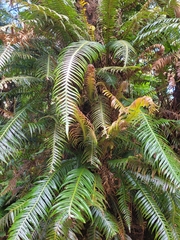 Blechnum attenuatum