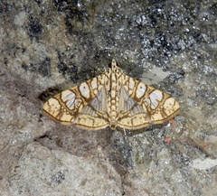 Glyphodes caesalis