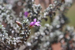 Eremophila rotundifolia