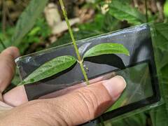 Achyranthes