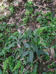 Achyranthes