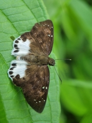 Tagiades ultra