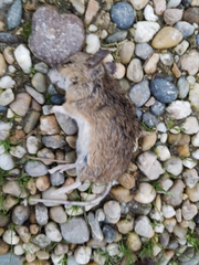 Apodemus sylvaticus
