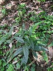 Achyranthes
