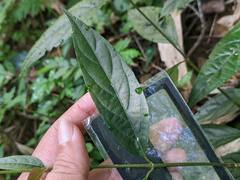 Achyranthes