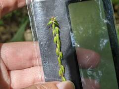 Achyranthes