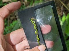 Achyranthes