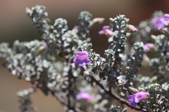 Eremophila rotundifolia