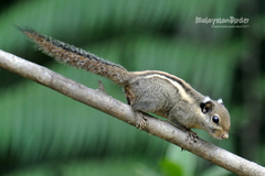 Tamiops mcclellandii