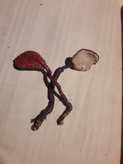 Ganoderma sichuanense