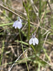 Lobelia flaccida flaccida