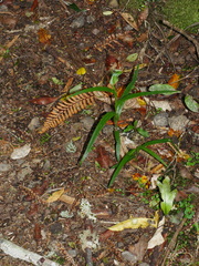 Pterostylis montana