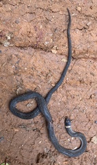 Natriciteres variegata
