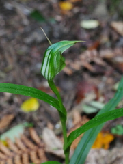 Pterostylis montana