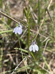 Lobelia flaccida flaccida