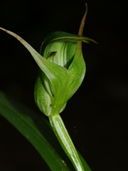 Pterostylis montana