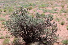 Eremophila rotundifolia